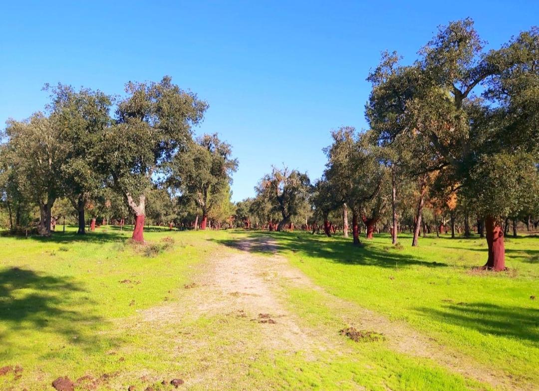 Casas Herdade Do Convento Da Serra Almeirim Exteriör bild